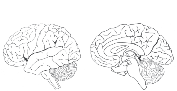 Image: Paste this image into your note-taking app; then, using your Apple pencil, color and label the frontal, parietal, temporal, and occipital lobes lobes on the medial and lateral surfaces of the cerebral hemispheres. 