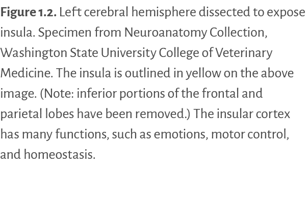 Figure 1.2. ﻿Left cerebral hemisphere dissected to expose insula. Specimen from Neuroanatomy Collection, Washington S...