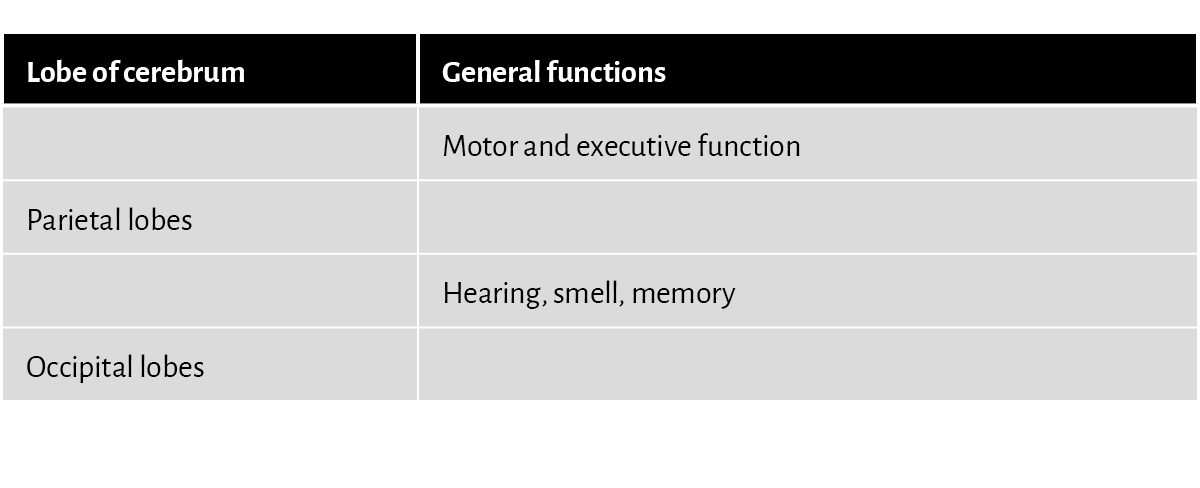 Lobe of cerebrum,General functions,,Motor and executive function,Parietal lobes,,,Hearing, smell, memory,Occipital lo...