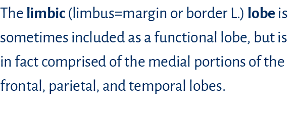 The limbic (limbus=margin or border L.) lobe is sometimes included as a functional lobe, but is in fact comprised of ...