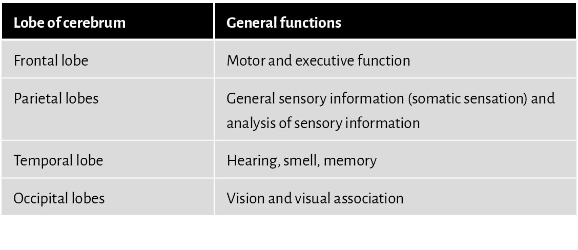 Lobe of cerebrum,General functions,Frontal lobe,Motor and executive function,Parietal lobes,General sensory informati...