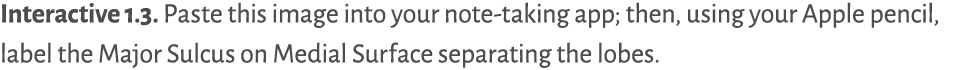 ﻿Paste this image into your note taking app; then, using your Apple pencil, label the Major Sulcus on Medial Surface ...