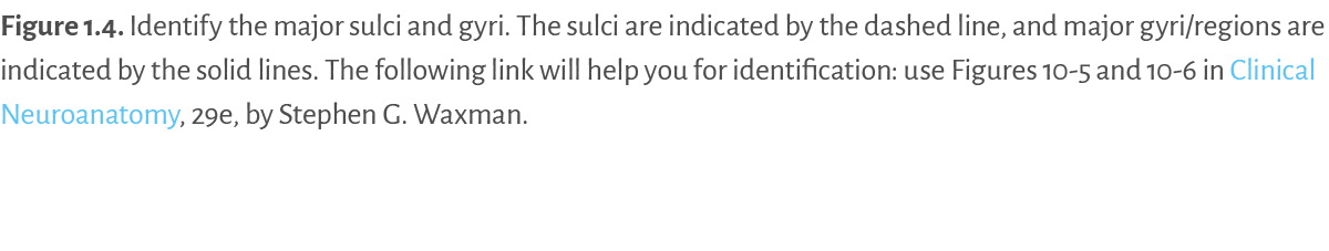 Figure 1.4. ﻿Identify the major sulci and gyri. The sulci are indicated by the dashed line, and major gyri/regions ar...