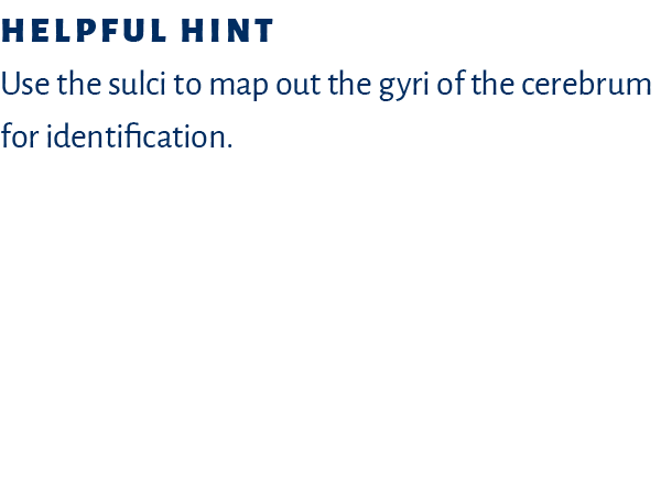 Helpful hint Use the sulci to map out the gyri of the cerebrum for identification. 