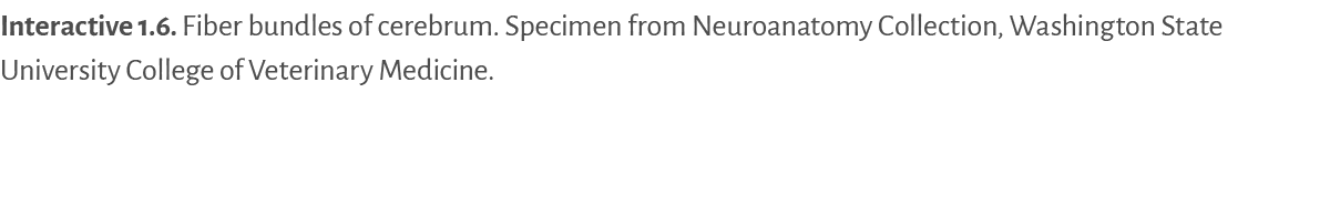 Interactive 1.6. ﻿Fiber bundles of cerebrum. Specimen from Neuroanatomy Collection, Washington State University Colle...