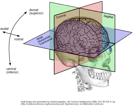 Image: Anatomic directional terms