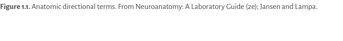 Figure 1.1. ﻿Anatomic directional terms. From Neuroanatomy: A Laboratory Guide (2e); Jansen and Lampa. 