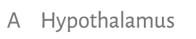A Hypothalamus 