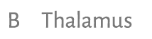 B Thalamus 