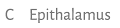 C Epithalamus 