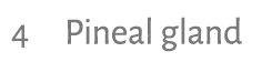 4 Pineal gland 