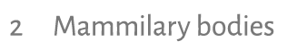2 Mammilary bodies 