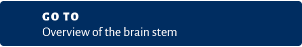 Go to Overview of the brain stem