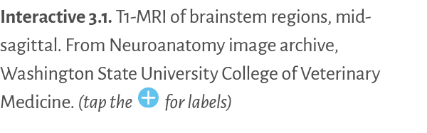 Interactive 3.1. ﻿T1 MRI of brainstem regions, mid sagittal. From Neuroanatomy image archive, Washington State Univer...