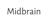 Midbrain