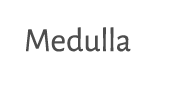 Medulla