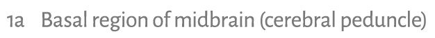 1a Basal region of midbrain (cerebral peduncle) 