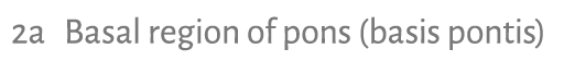 2a Basal region of pons (basis pontis) 
