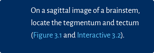 On a sagittal image of a brainstem, locate the tegmentum and tectum (Figure 3.1 and Interactive 3.2). 