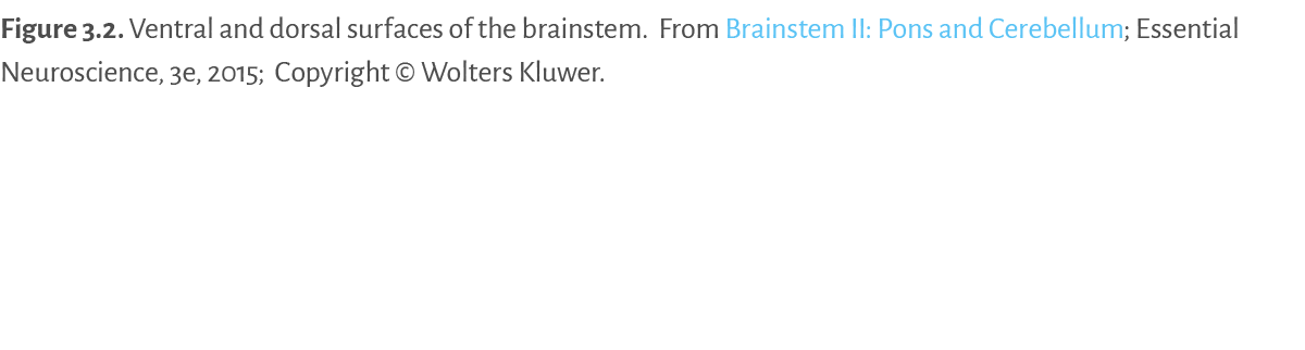 Figure 3.2. ﻿Ventral and dorsal surfaces of the brainstem. From Brainstem II: Pons and Cerebellum; Essential Neurosci...