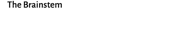 The Brainstem