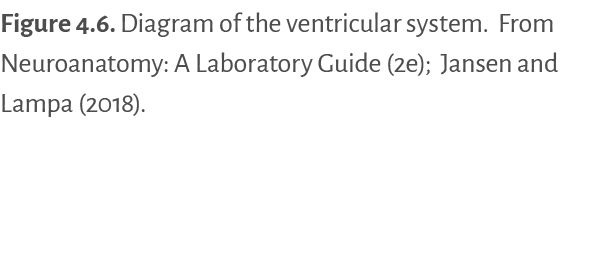 Figure 4.6. Diagram of the ventricular system. From Neuroanatomy: A Laboratory Guide (2e); Jansen and Lampa (2018). 