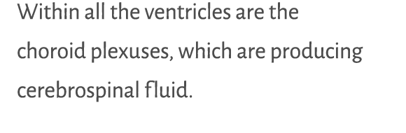 Within all the ventricles are the choroid plexuses, which are producing cerebrospinal fluid. 