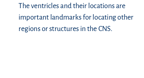The ventricles and their locations are important landmarks for locating other regions or structures in the CNS.