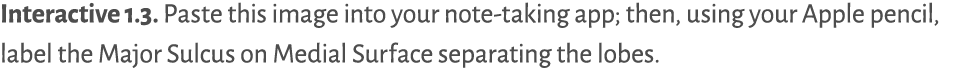  Paste this image into your note-taking app; then, using your Apple pencil, label the Major Sulcus on Medial Surface    