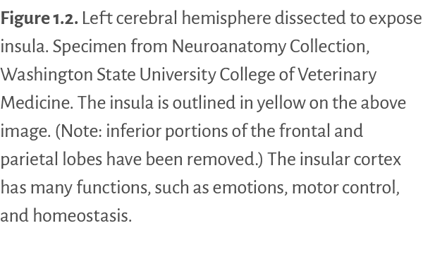 Figure 1 2   Left cerebral hemisphere dissected to expose insula  Specimen from Neuroanatomy Collection, Washington S   