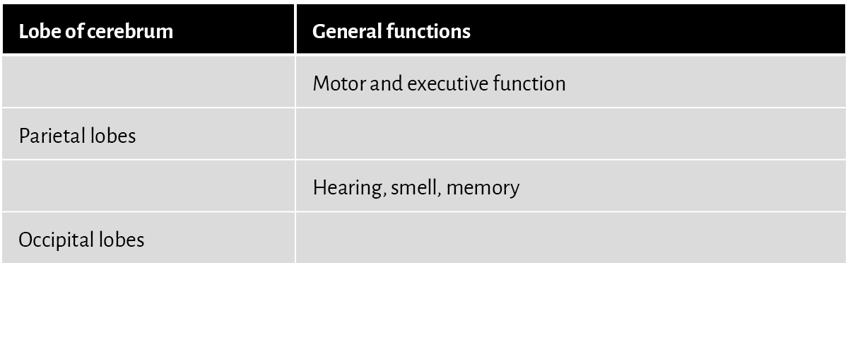 Lobe of cerebrum,General functions,,Motor and executive function,Parietal lobes,,,Hearing, smell, memory,Occipital lo   