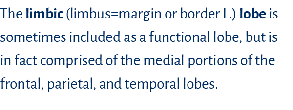 The limbic (limbus margin or border L ) lobe is sometimes included as a functional lobe, but is in fact comprised of    