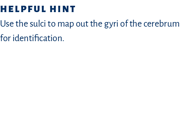 Helpful hint   Use the sulci to map out the gyri of the cerebrum for identification  