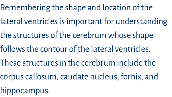 Remembering the shape and location of the lateral ventricles is important for understanding the structures of the cer   