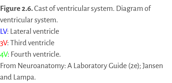 Figure 2 6   Cast of ventricular system  Diagram of ventricular system    LV: Lateral ventricle 3V: Third ventricle 4   