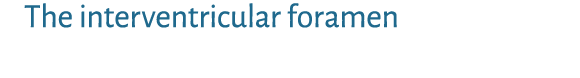 The interventricular foramen 