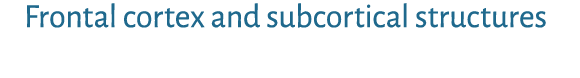 Frontal cortex and subcortical structures