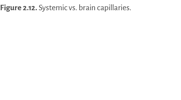 Figure 2 12  Systemic vs  brain capillaries  