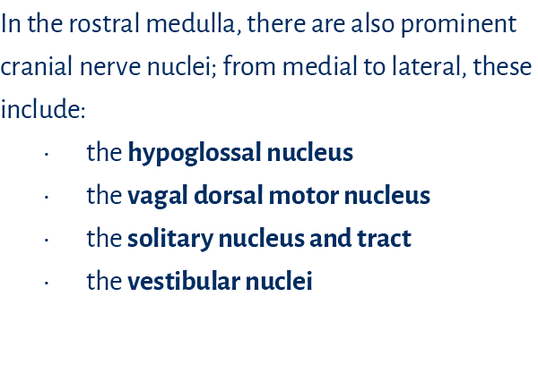 In the rostral medulla, there are also prominent cranial nerve nuclei; from medial to lateral, these include:   the h   