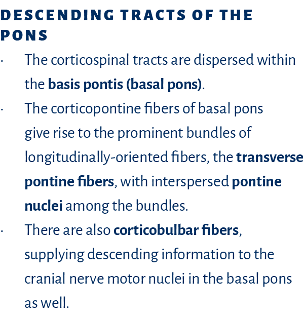 Descending Tracts of the Pons   The corticospinal tracts are dispersed within the basis pontis (basal pons)    The co   