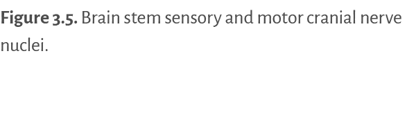 Figure 3 5   Brain stem sensory and motor cranial nerve nuclei  