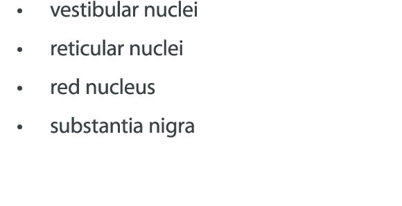   vestibular nuclei   reticular nuclei   red nucleus   substantia nigra