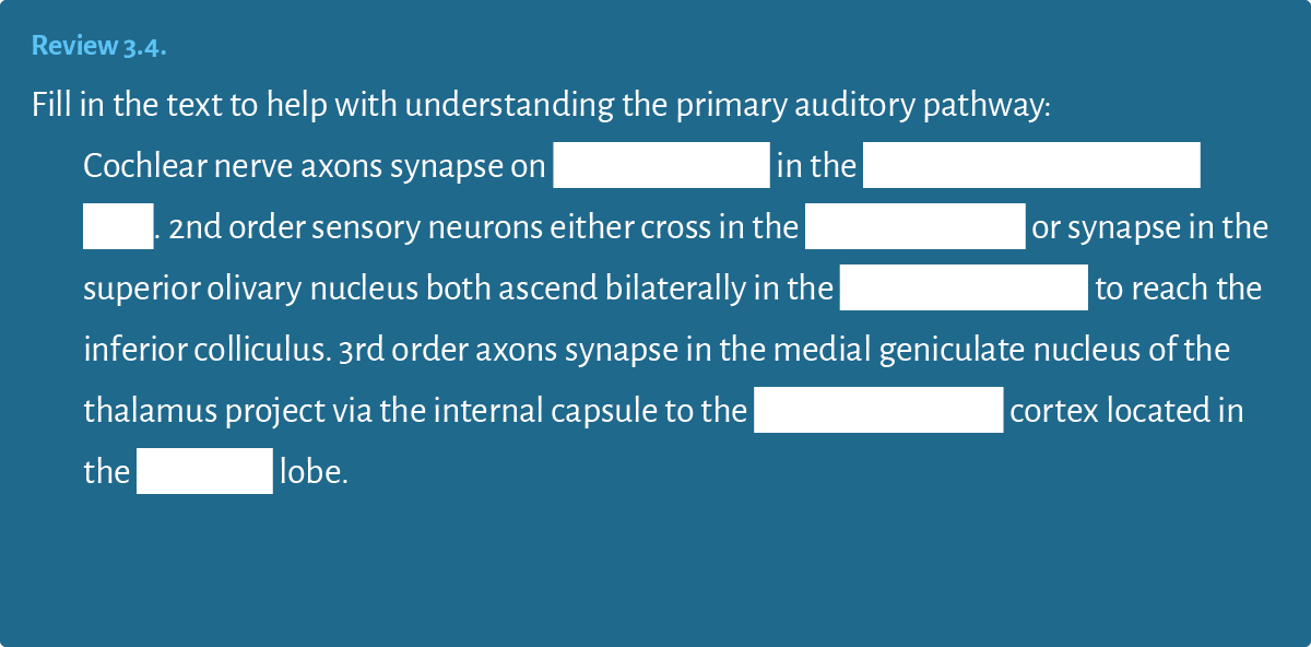 Review 3 4  Fill in the text to help with understanding the primary auditory pathway: Cochlear nerve axons synapse on   