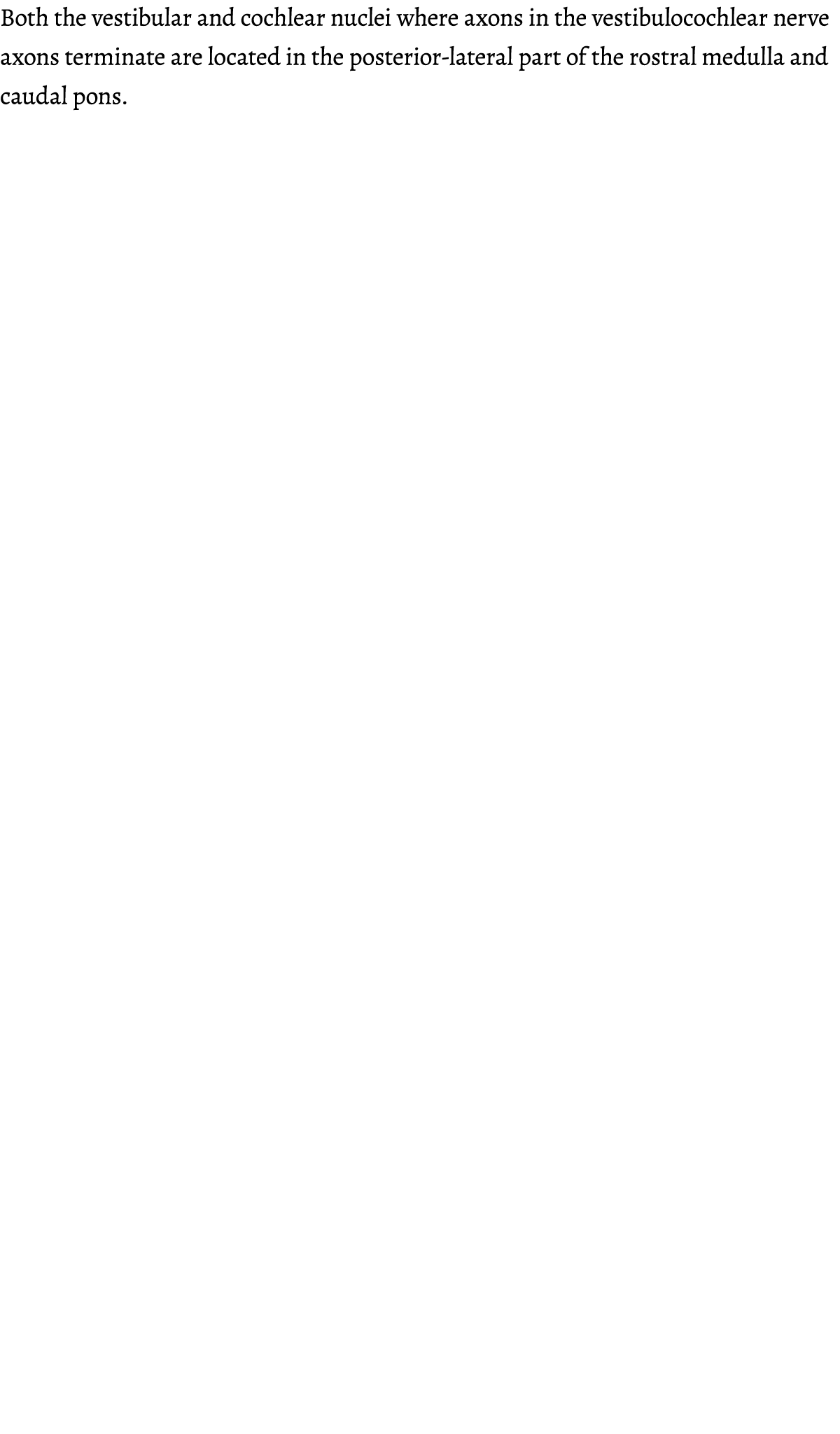 Both the vestibular and cochlear nuclei where axons in the vestibulocochlear nerve axons terminate are located in the   