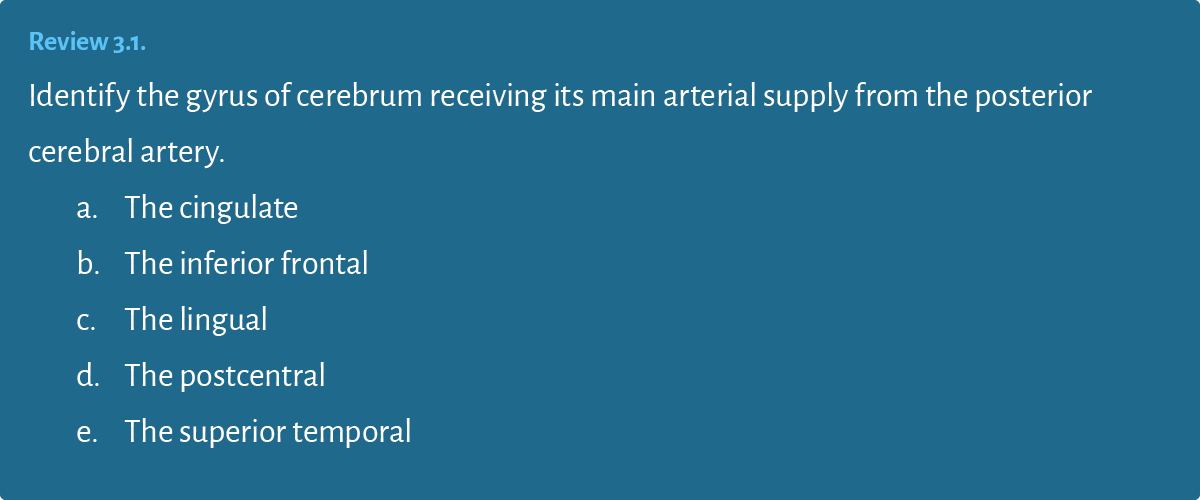 Review 3 1  Identify the gyrus of cerebrum receiving its main arterial supply from the posterior cerebral artery  a     