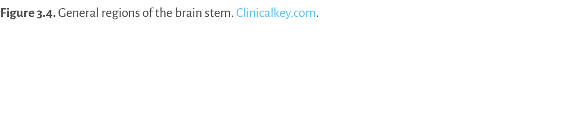 Figure 3 4   General regions of the brain stem  Clinicalkey com  