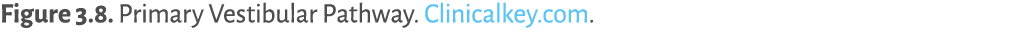Figure 3 8  Primary Vestibular Pathway  Clinicalkey com  