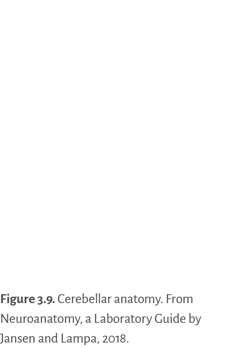 Figure 3 9   Cerebellar anatomy  From Neuroanatomy, a Laboratory Guide by Jansen and Lampa, 2018 