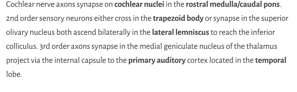 Cochlear nerve axons synapse on cochlear nuclei in the rostral medulla caudal pons  2nd order sensory neurons either    