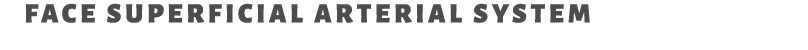 Face Superficial Arterial System